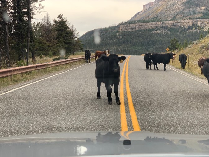 2TxFAumVRaiKvrNPXeNSMw