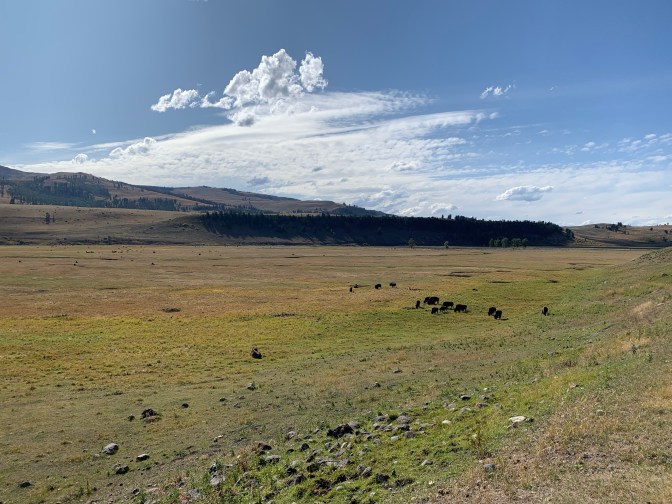 FJnrRhhUQiSMbcZ1gl8k7Q