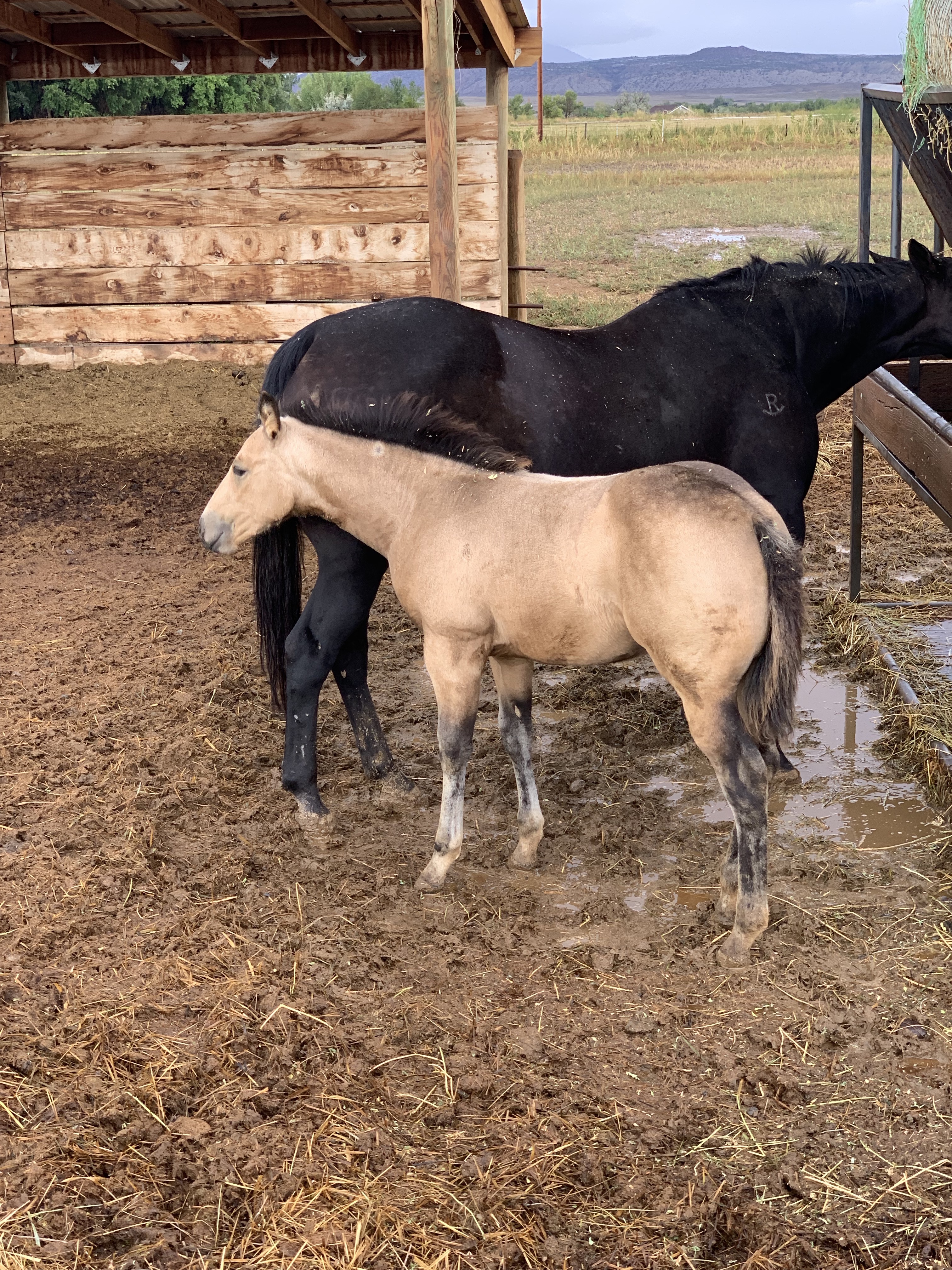 PkdpkiR1Tu6oQylFfzS+MQ