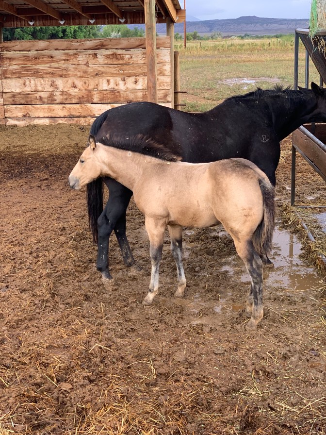 PkdpkiR1Tu6oQylFfzS+MQ